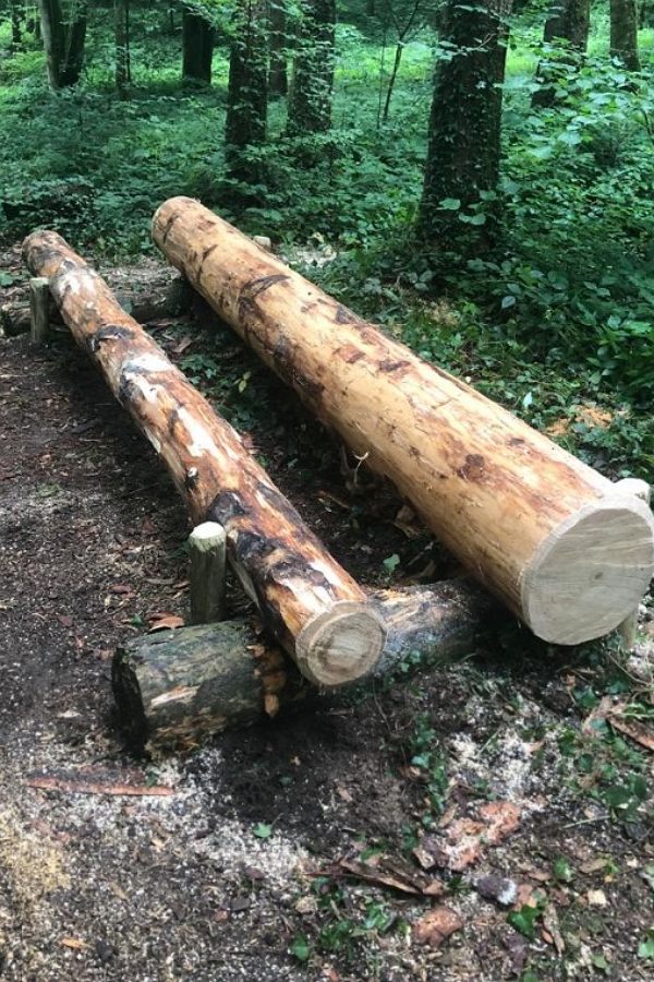 zwei verschieden große Baumstümpfe liegen im Wald nebeneinander und bieten sich als Trainingsobjekt für die Bauchmuskeln an